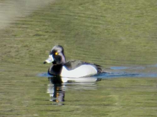 Male and female ring neck duck. You would think they would have a visible ring around their necks bu