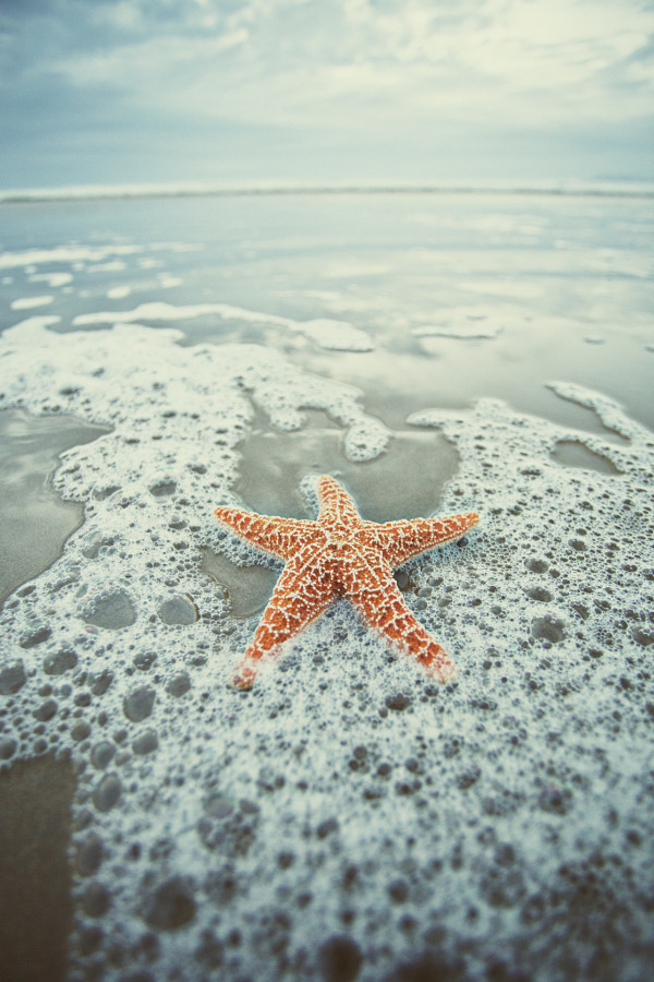 drxgonfly:  Starfish ll (by Julia Starr) |   instagram • facebook • website