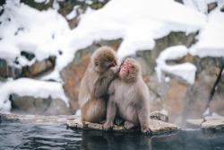 takashiyasui:Snow monkey