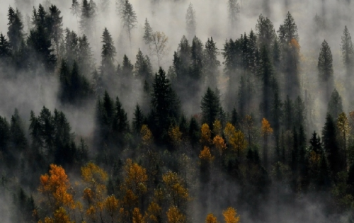 nubbsgalore:  an autumn fog moving through the forest. photos by (click pic) stefano baglioni, long bach nguyen, ivaylo ivanov, františek hanc, rafael kos, marin rak and paolo bolla