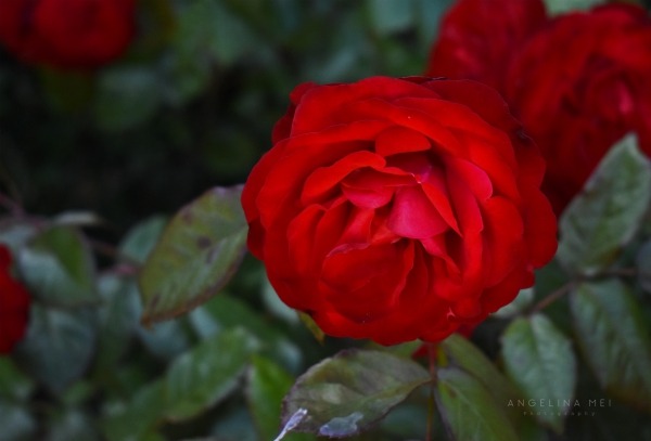 Rose aesthetic red dark Blue Roses