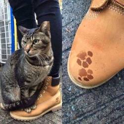 catasters: