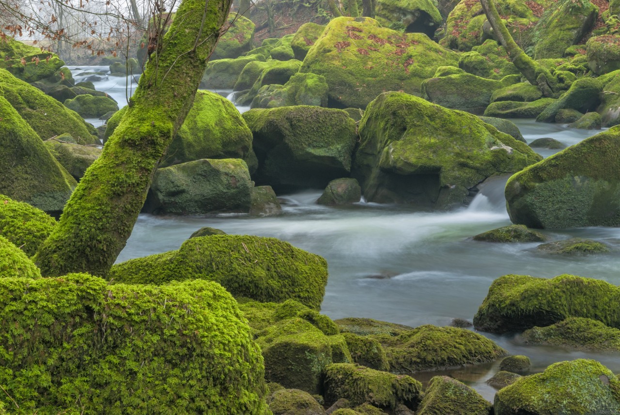 Moss-Covered Rocks in River