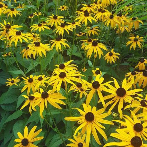 lavenderwaterwitch: Huge patch of Black Eyed Susans I found during my 3 hour adventure today  🌻