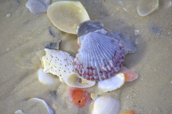 outdoormagic:  Seashells by Jeffrey Schwartz,