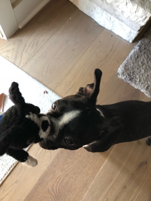 Finn meets his amigurumi Mini Me :)