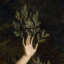 corvids-doing-math