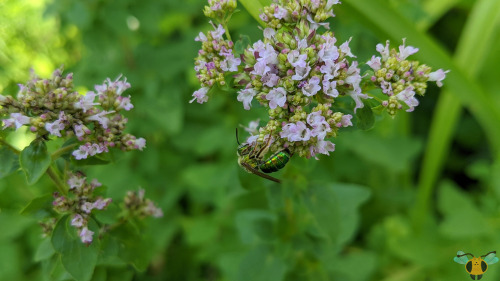 Silky-Striped Sweat Bee - Agapostemon sericeusAs promised on Tuesday when the Bicolored Sweat Bee wa