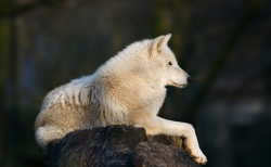 wolveswolves:  Arctic wolf (Canis lupus arctos) by *sabine* on Flickr 