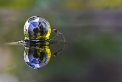 stunningpicture:  An ant rolling a sphere of water across the surface of a garden pond.