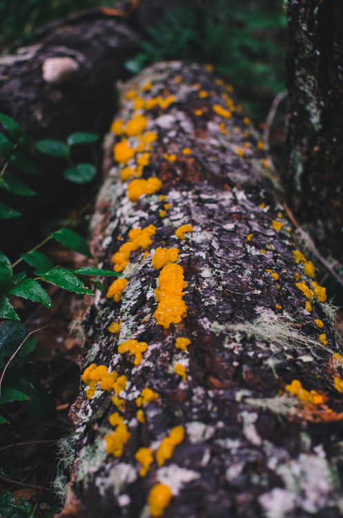 Witches Butter