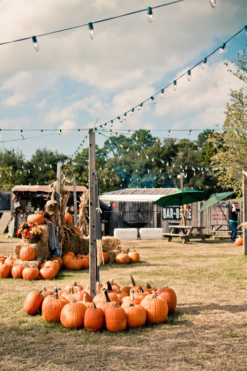 farmhouselove:A Day at the Dallas Pumpkin Patch - The Nerd’s Wife