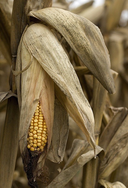 aplaceinthecountry:field corn at end of season by Mike O’C on Flickr (via Pinterest)