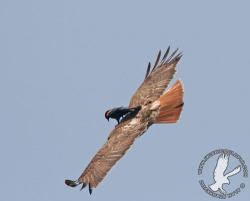 thatgirlwithalltheanimals:  becausebirds:  These Red-winged Blackbirds riding around on a Red-tailed Hawk. Incredible! Apparently this isn’t all that uncommon. Read more about it on the source’s website.  #lmao#the little freeloading assholes#birds