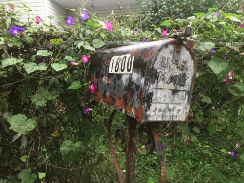 Morning glories and rust.Nashville, TN