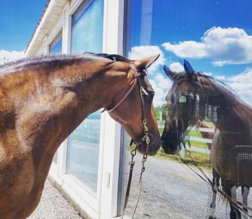 craigslisthorses: Here, have Lily thinking her reflection is a friend (she even nickered at it) 