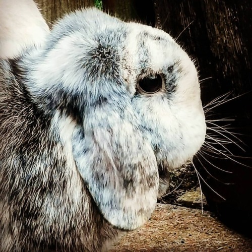 Lestat being a little poser ☮️️☄️ #bunny #bun #bunnies #bunniesofinstagram #bunny #cute #sweet #swee