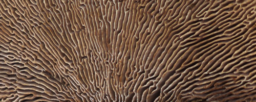Amazingly mazey maze gill fungus - http://wild-e-eep.blogspot.co.uk/2011/06/maze-gill.html