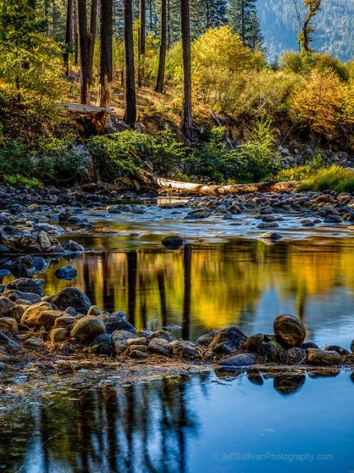 silvaris:  Yosemite Valley Forest by Jeff Sullivan  