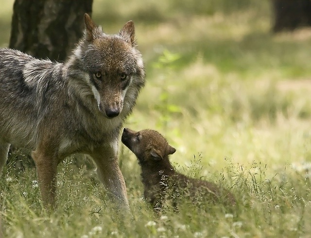 wolfpause:  passionforwolves:  Wolf Pups/Cubs  Precious. 