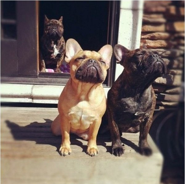 cute-overload:  The smell of fresh airhttp://cute-overload.tumblr.com 