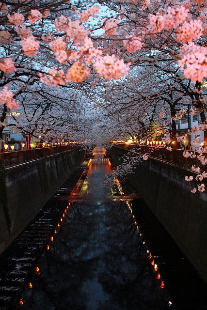 Cherry Blossom, Kyoto Japanif you love it, visit the web too: www.japanguidance.com