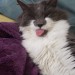 keckyc:This is, without a doubt, her biggest blep yet! Look at the tongue fuzz!