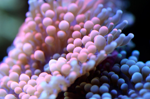 staceythinx:  Vibrantly colorful underwater macro photography by Felix Salazar 