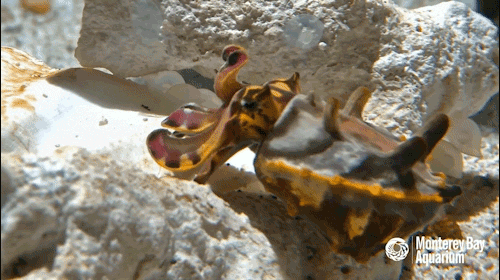 montereybayaquarium:  A mother knows!Cracking the code of cuttlefish courtship was critical to the success of the “Tentacles” exhibition. Our cunning husbandry team created the perfect circumstances to keep the critters comfortable and cajole them