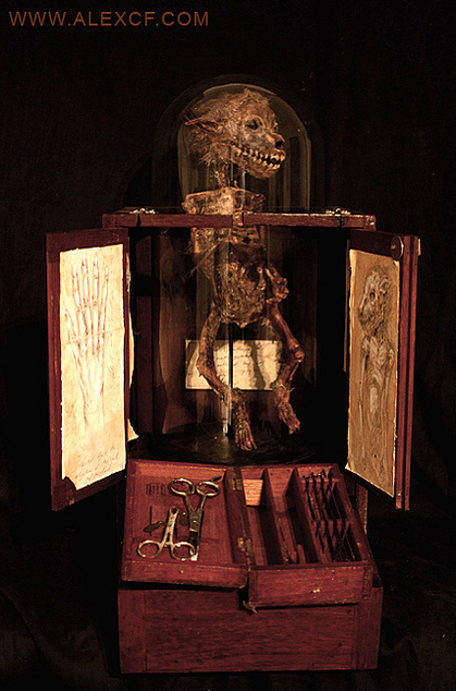 meganiane:  Infant Lycanthrope    This lycanthrope cannot be identified as a new born lycan or an infected human who gave birth to this infant. Regardless it was born Lycan, yet suffered some degree of malformation of the lungs. The specimen is presented