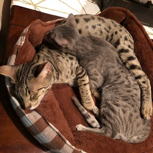 ventingbrass:Cuddle so hard
