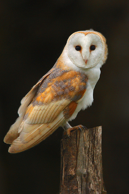 wolverxne:  Barn Owl by Alex Berryman on Flickr. 