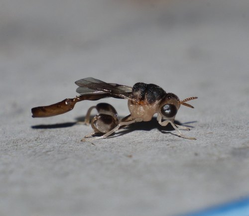 arcticarthropod:onenicebugperday:Lazair night wasp, Smicromorpha sp.,ChalcididaePhotographed in Mand