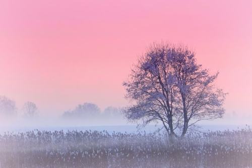 Drxgonfly, Winter Fog (by ginaups)