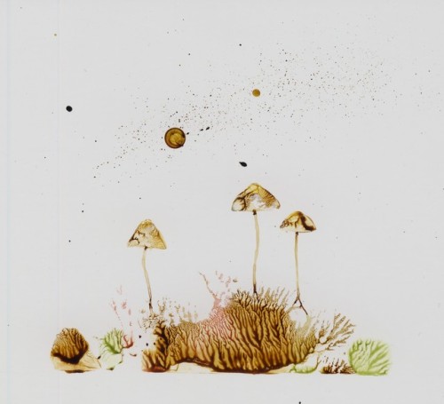 Fungi, Soil and MossThis acrylic painting and others are for sale - http://slapandstipple.bigcartel.