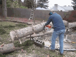 can-not-compete:  caseytheboy:  skinny-love711:  gifcraft:  Fallen Tree Stands Back Up  Science side of tumblr, please explain?!  well due to the tree being pissed off he packed his shit and left   thanks science side of tumblr 