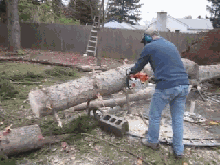 gifcraft:  Fallen Tree Stands Back Up 