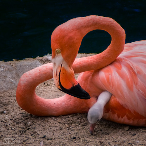 Jim Trant - Mama Flamingo, San Diego Zoo, California, USA, 2010  Photography