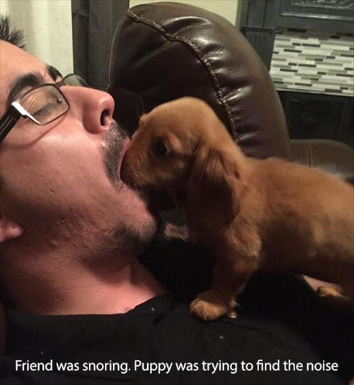 d-e-r-r-i-c-k-a:  woodelf68:  pr1nceshawn:    Pictures Any Dog Owners Will Understand.  Precious cinnamon buns, too good for this world, too pure.   I want another dog so bad.