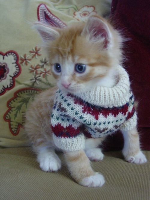 blackbanshee:  schmorgyborgy:  I put my cat in a sweater    oh. my. GOD.  lol the kittens got be like what the hell is this oh well I look very cute in it.