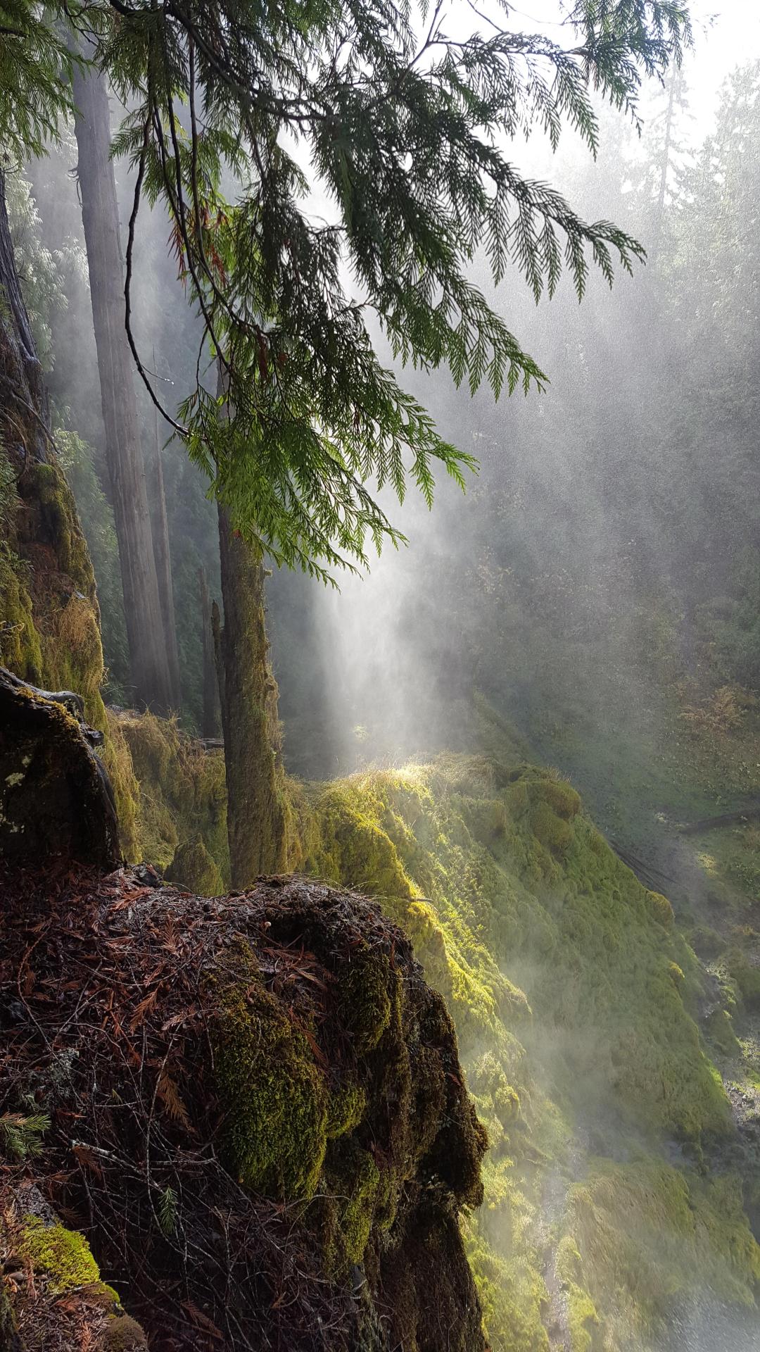 theencompassingworld: McKenzie River Trail, Oregon More of our amazing world 
