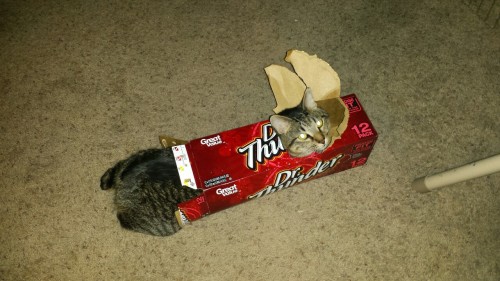 themeatpie: My cat is an exploded biscuit can.