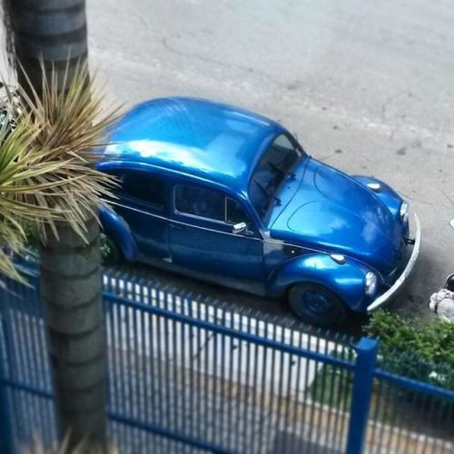 Um belo espécime de Fusca azul #fuscaazul #beetle