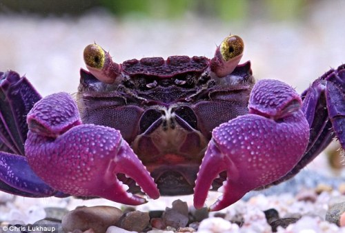 end0skeletal:Geosesarma dennerle, or the purple vampire crab, is a species of small land-living crab