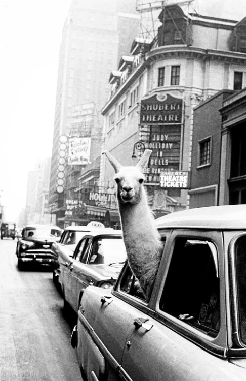 vintagegal: A Llama in Times Square by Inge Morath, 1957 (via)