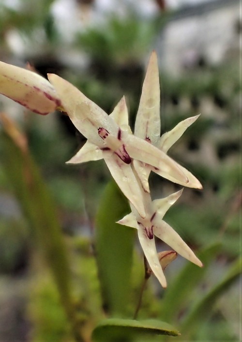 orchid-a-day:  Anathallis eugenii Syn.: Pleurothallis