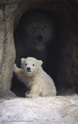 jacensolodjo:  awwww-cute:A Polar Bear and