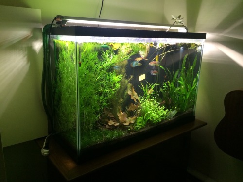 orandabean:I haven’t done a water change in this tank for 4 months now. I’d say it’s doing okay. 