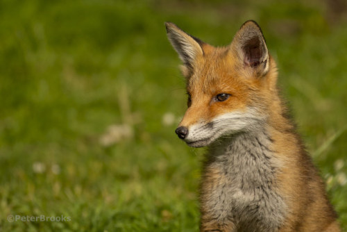 Red Fox Cub Portrait by PeterBrooksPhotography Red Fox flic.kr/p/2gu25Z7