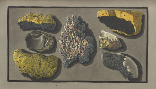 Happy Earth Day!Illustrations of volcanic rock from Campi Phlegraei by Sir William Hamilton, IUZ0037